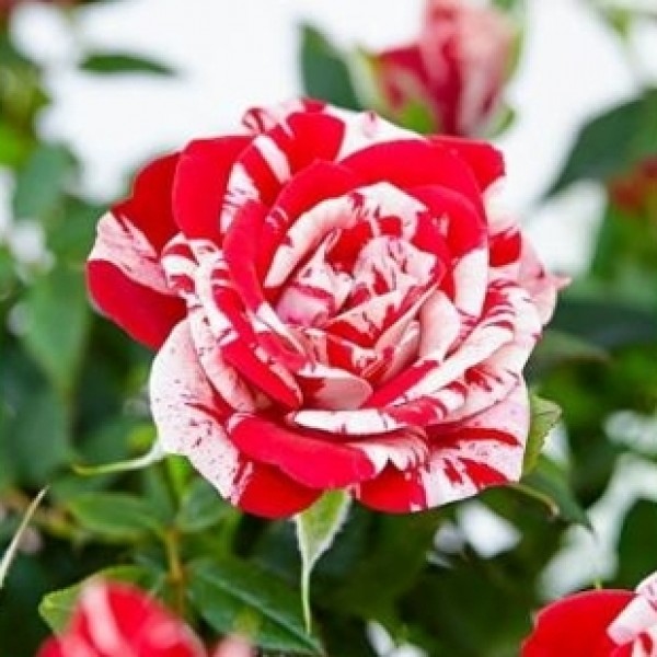 Rose Double Delight Pink Plant